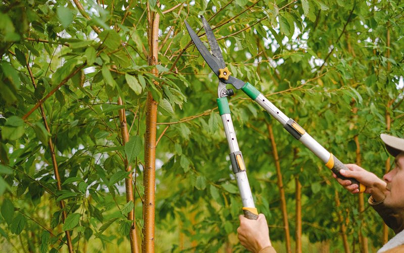 Tree trimming in Bowlegs, OK