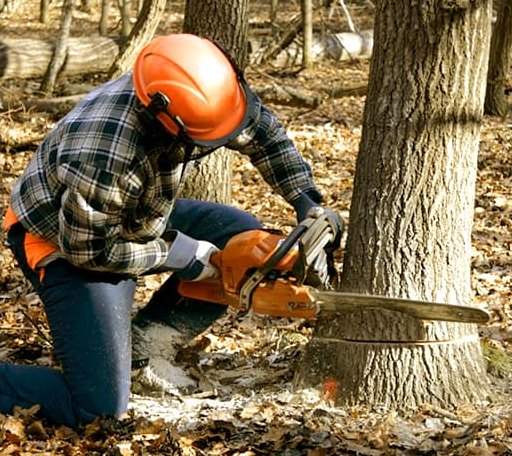 Tree Removal in Bowlegs, OK
